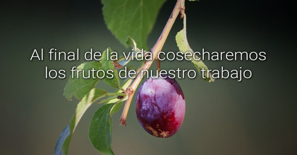 offshoots
