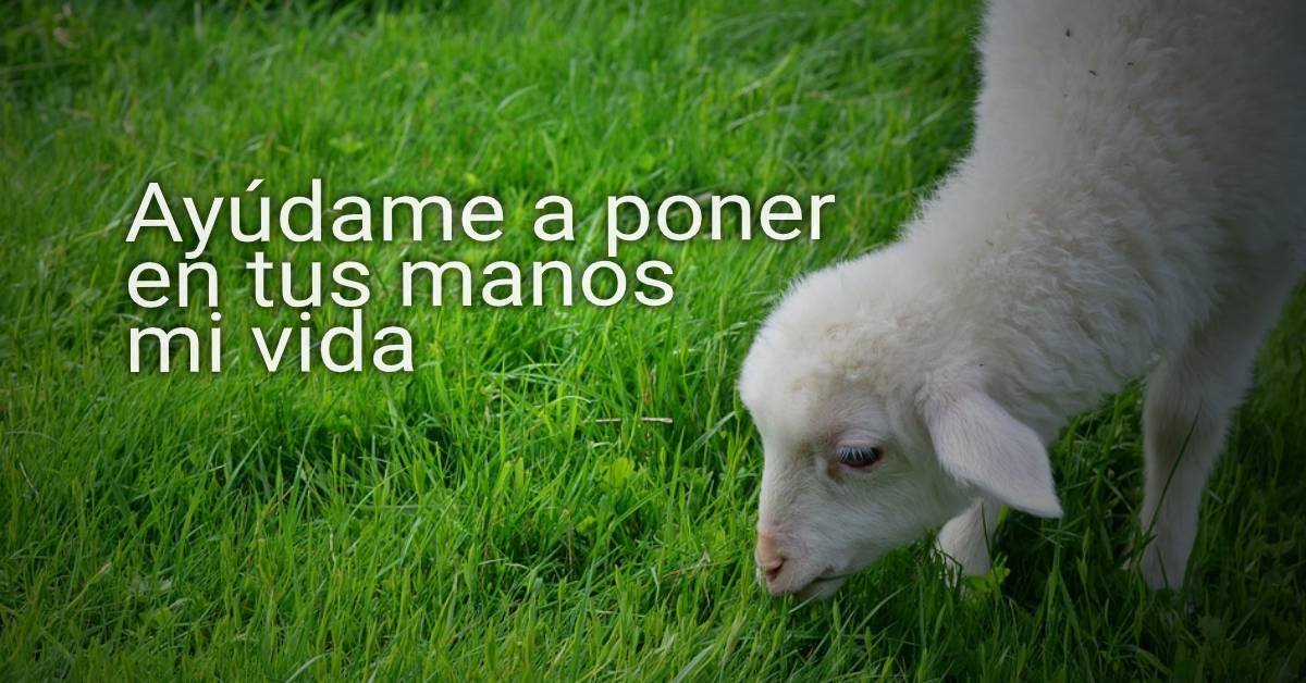 lamb of God
