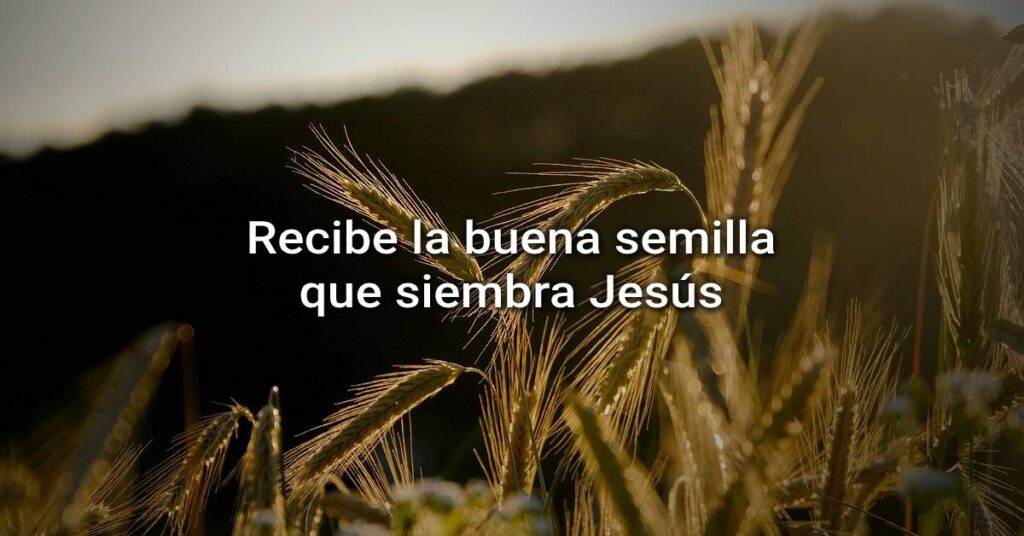 la buena semilla