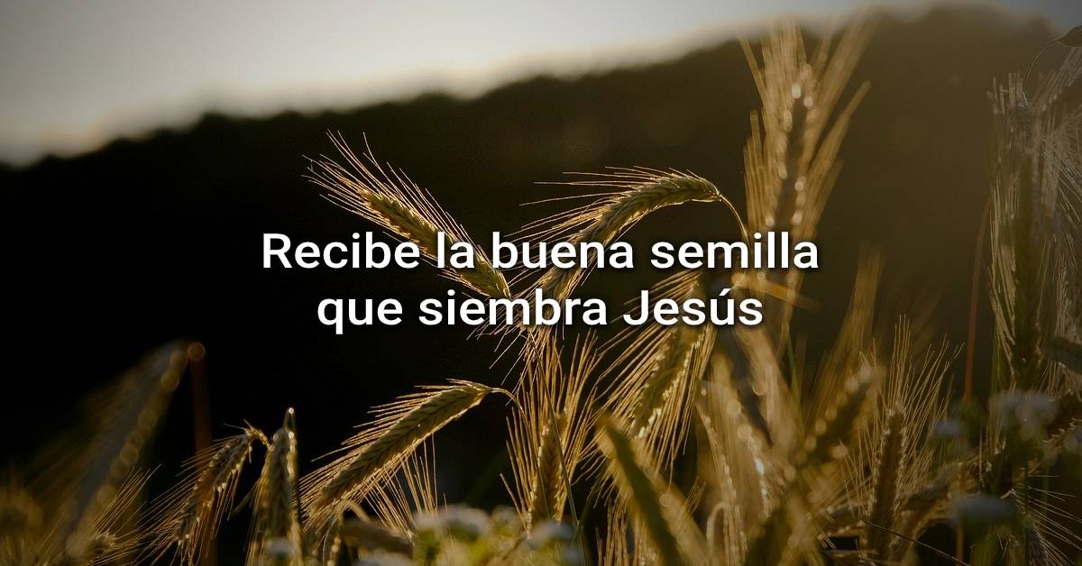 la buena semilla