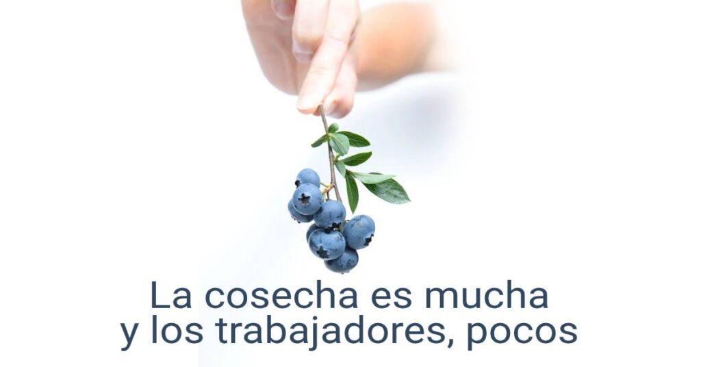La cosecha es mucha y los trabajadores, pocos