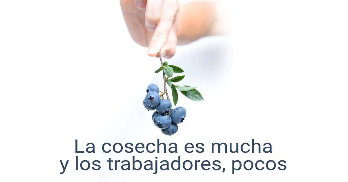 La cosecha es mucha y los trabajadores, pocos